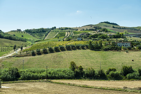 树意大利的公路山丘和农用土地风景与西压和葡萄园桑尼日户外天图片