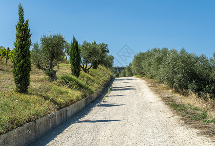 绿色旅行意大利的公路山丘和农用土地风景与西压和葡萄园桑尼日天空图片
