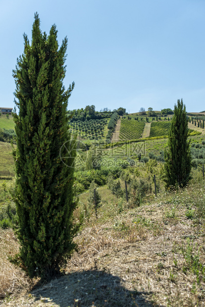 场地道路旅行意大利的公路山丘和农用土地风景与西压和葡萄园桑尼日图片