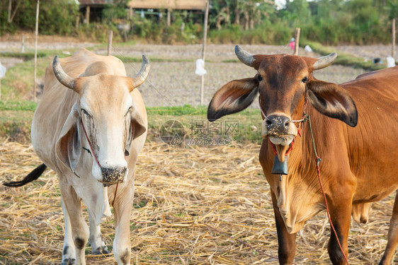 荷斯坦白色的家畜两头奶牛和棕在田地上图片