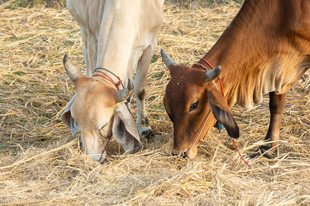 田地里吃草的牛图片