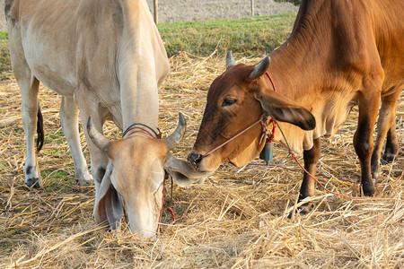 乡村的农场动物两头白奶牛和棕在田地上图片