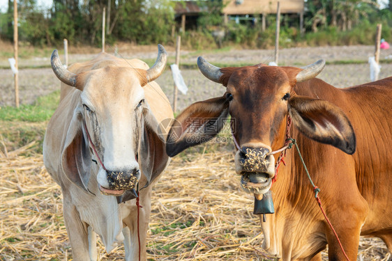 草地全景红色的两头白奶牛和棕在田地上图片