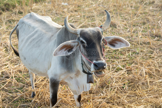 景观场地乡村的野上白牛图片