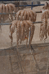 希腊卡林诺斯岛典型的章鱼干燥场景触手钩动物图片