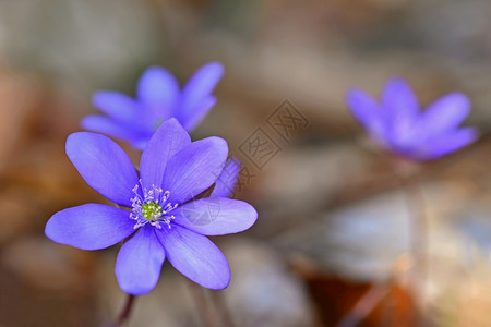 紫色的小花图片