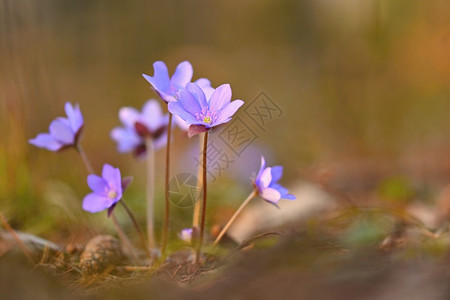 紫色的小花图片