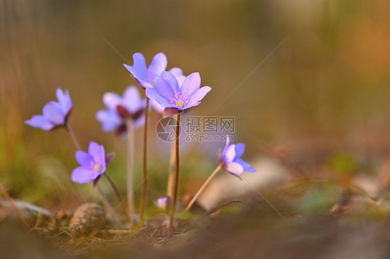 紫色的小花图片