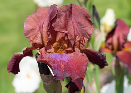 开花自然明亮的德国IrisIrisBarbata紧贴花头图片
