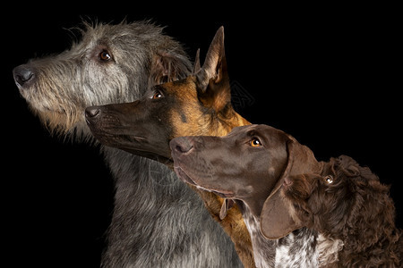 头发不同的黑背景下品种狗的群居侧面肖像黑背景下四只狗的组合侧面肖像黑色的图片