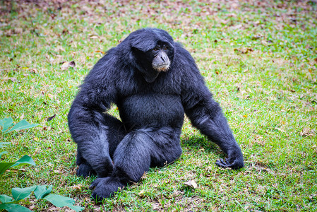 自然中的野生动物Siamang长臂猿或SymphalangusSyndactylus是草地上的大型黑色毛皮动物是灵长类的哺乳脸坐图片