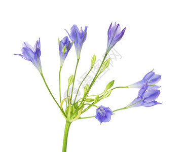 蕊brodiaea花朵束状本体孤立在白色背景上装饰花瓣图片