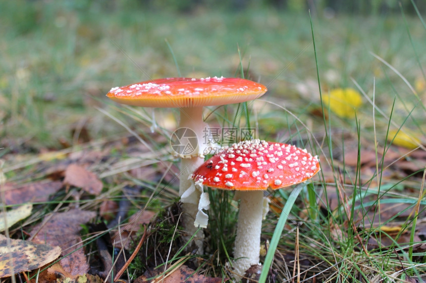 生物混乱的态森林里一对美丽的红苍蝇图片