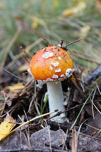 美丽的红苍蝇在森林中穿着层状蘑菇毒蕈图片