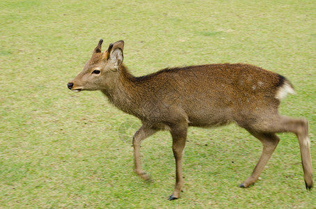 观光青年男SikaDeeer男子SikaDeerCervusnippon在日本奈拉的草原上行走东大寺年轻的图片