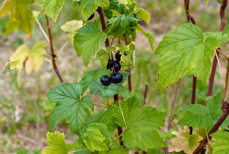 甜的植物群水果黑草丛花园里有熟的黑莓子草丛布希和浆果图片