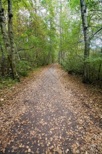 落下步行木制的10月在瑞典斯德哥尔摩举行的有黄叶绿林土路图片