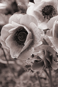 春天有水滴的在塞皮亚被封住的雷特罗风格黑色的漂亮自然图片