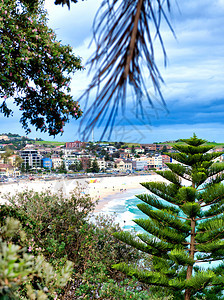 澳大利亚人Bondi海滩岸线的房屋和树林天线海洋图片