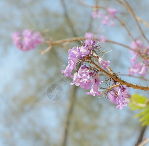 户外美丽的植物学贾卡兰达树蓝天背景的一束紫花图片
