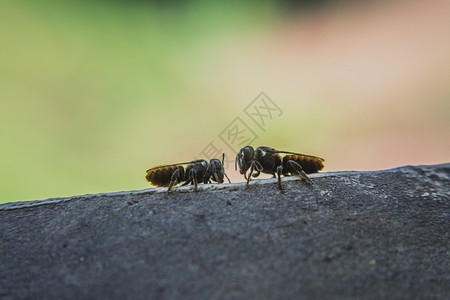 无脊椎动物节肢蜜蜂关闭泰国图片
