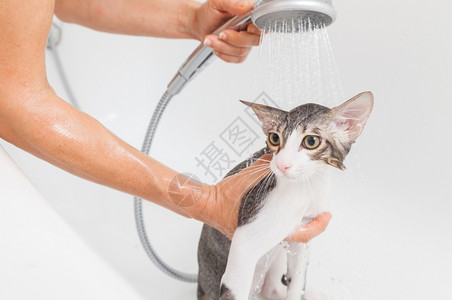 肥皂味的受惊宠物泡浴小灰色流浪猫图片