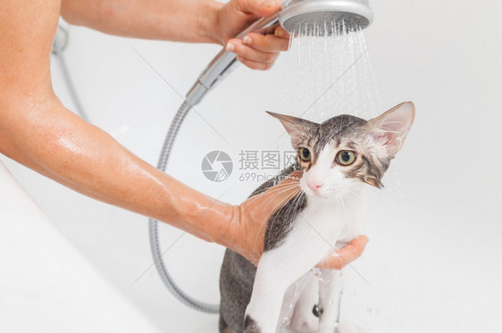 肥皂味的受惊宠物泡浴小灰色流浪猫图片