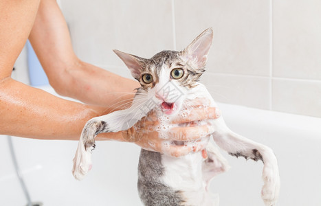 泡浴小灰色流浪猫肥皂网图片