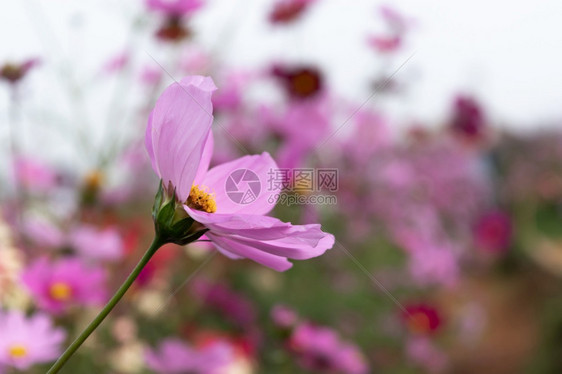 模糊背景粉色的花朵图片