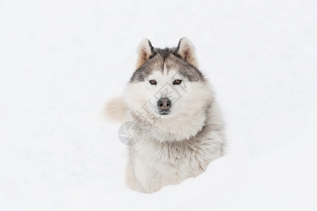 朋友西伯利亚雪上的哈斯基狗灰色荒野图片