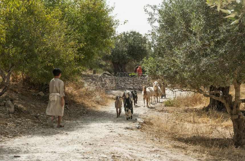 古老的经验以色列拿撒勒人2501年月日穿着衣服的男孩从圣经中走动時起和绵羊山一起在伊斯雷尔纳扎特真正的图片