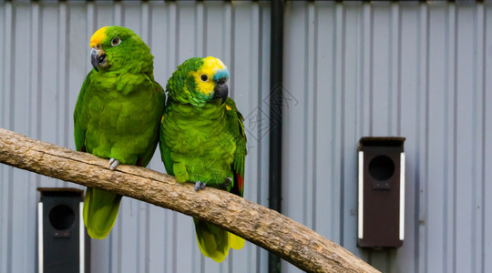 带头团结两对鸟只绿色的亚马孙鹦鹉紧合在树枝上一头黄冠和蓝面的亚马松热带鸟类来自美洲的亚马孙盆地图片
