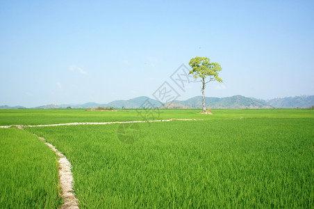 场景在下面好的越南达克拉DaklakBuonMeThuot的美丽农业田地绿稻上的树越南旅行生态地点天空下的广阔景观图片