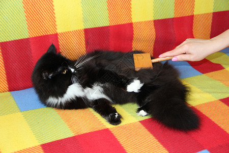 女主人梳猫照顾毛女人手用梳子黑白毛茸的猫照顾家养宠物梳理黑猫享受快乐的宠物梳理黑猫科动物经过沙发图片