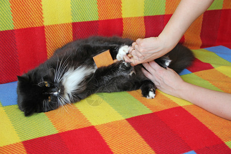 黑猫警长铺设尾巴坐着女主人梳猫照顾毛女人手用梳子黑白毛茸的猫照顾