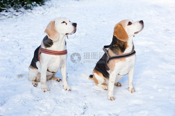 覆盖团结冬季两只猎狗一起在雪中共坐一起摆姿势图片