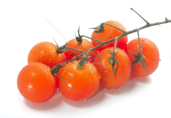 生的自然葡萄藤上樱桃西红柿带水滴食物图片
