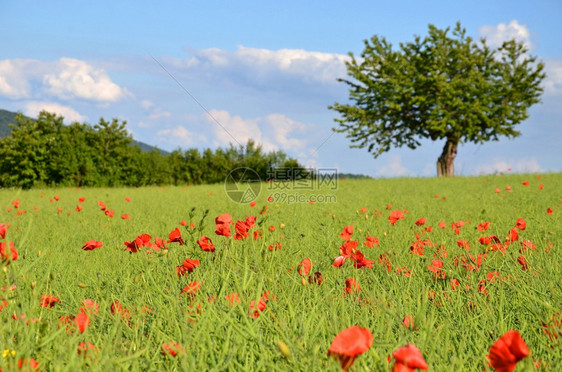 田野中盛开的红色草本植物花朵莫恩布鲁门图片