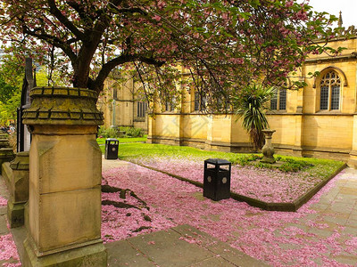 樱花啊盛开春天在曼彻斯特大教堂外的一棵萨库拉树下覆盖地面的粉红