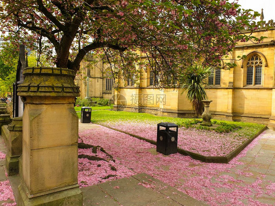 盛开春天在曼彻斯特大教堂外的一棵萨库拉树下覆盖地面的粉红樱花瓣团结的一种图片