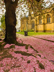街道春天在曼彻斯特大教堂外的一棵萨库拉树下覆盖地面的粉红樱花瓣路面园图片