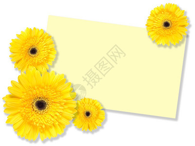 框架黄色花朵白背景带信息卡的黄花关闭工作室摄影春天目的图片