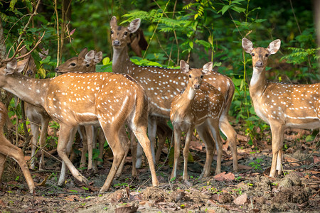 在丛林野生动物和照片中放牧的Sika或发现鹿群日本Cervusnippon苹果浏览器美丽棕色的图片