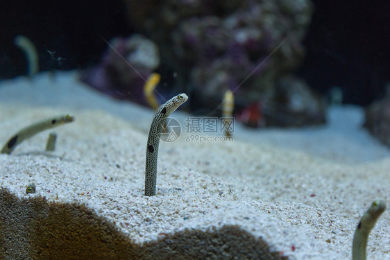 环境哈西水下海洋族馆的露天花园耳内升起海洋水族馆的露天花园耳内升起图片