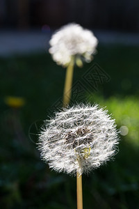 杂草地和太阳的花朵天季节图片