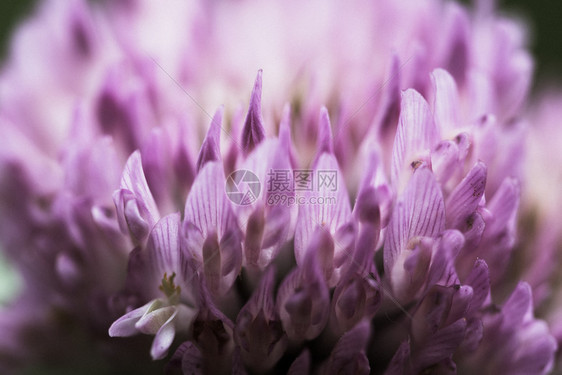 花瓣细节紫色的粉红丁柳天然质地结晶底粉红色三叶草的模糊背景图片