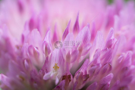 开花装饰粉红色丁柳天然质地结晶底粉红色三叶草的模糊背景自然图片