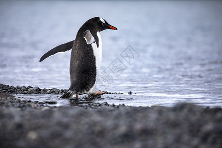 海鸟南极洲寒冷水中的热图企鹅在水中打斗黑与白冰冷图片