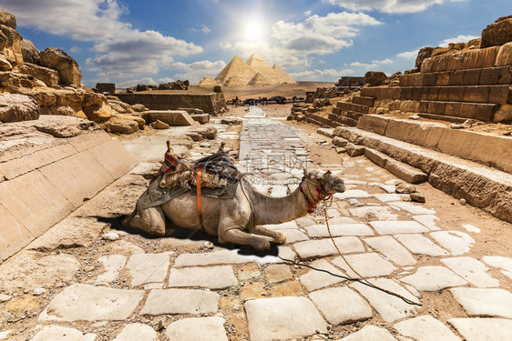 建筑学卡夫拉沙漠埃及吉萨寺院废墟中的骆驼埃及吉萨寺院废墟中的骆驼图片