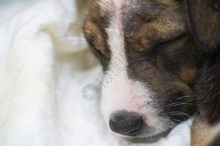 眼睛年轻的美丽小狗在床上睡觉的肖像说谎图片